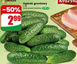 Dino Ogórek gruntowy oferta