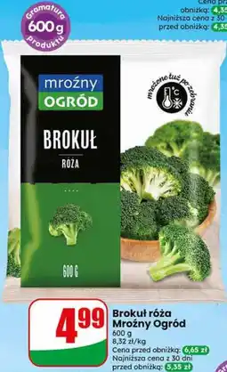 Dino Brokuł róża Mroźny Ogród oferta