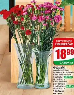 Dino Goździki oferta