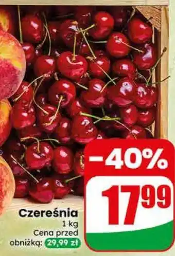 Dino Czereśnia oferta