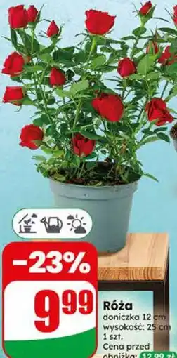 Dino Róża oferta