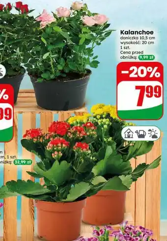 Dino Kalanchoe oferta