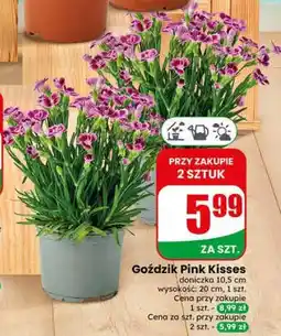 Dino Goździk Pink Kisses oferta