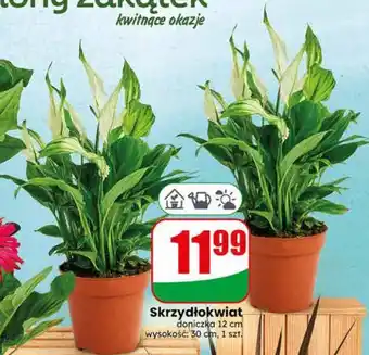 Dino Skrzydłokwiat oferta