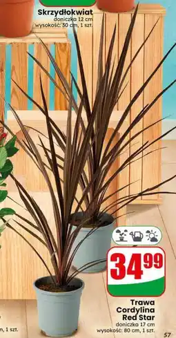 Dino Trawa Cordylina Red Star oferta