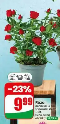 Dino Róża doniczka 12 cm oferta