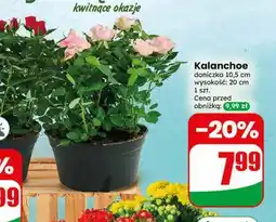 Dino Kalanchoe doniczka 10,5 cm oferta