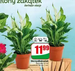 Dino Skrzydłokwiat doniczka 12 cm oferta