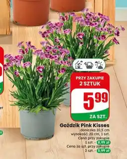 Dino Goździk Pink Kisses doniczka 10,5 cm oferta