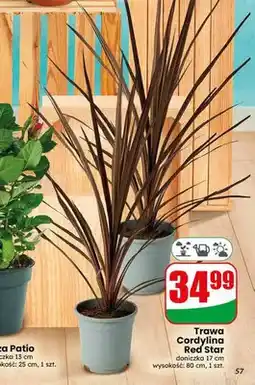 Dino Trawa Cordylina Red Star doniczka 17 cm oferta