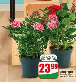 Dino Róża Patio doniczka 13 cm oferta