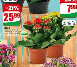 Dino Róża doniczka 20 cm oferta