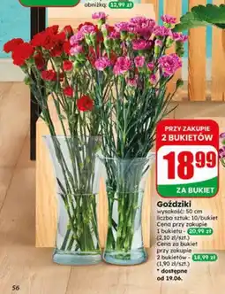 Dino Goździki bukiet oferta