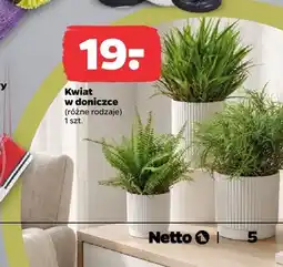 Netto Kwiat w doniczce oferta