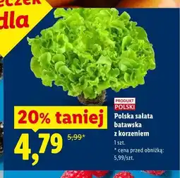 Lidl Sałata batawska z korzeniem polska oferta
