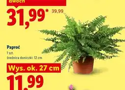 Lidl Paproć oferta