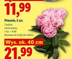 Lidl Piwonie 5-pak oferta