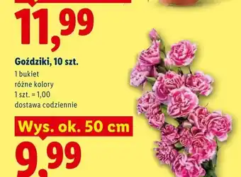 Lidl Goździki 10-pak oferta