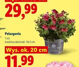 Lidl Pelargonia oferta