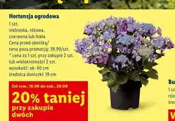 Lidl Hortensja ogrodowa niebieska oferta
