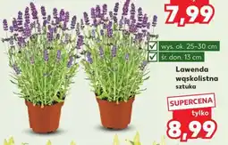 Kaufland Lawenda wąskolistna Sztuka oferta