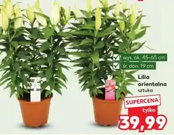 Kaufland Lilia orientalna oferta
