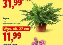Lidl Paproć oferta