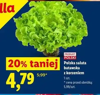 Lidl Polska sałata batawska z korzeniem oferta