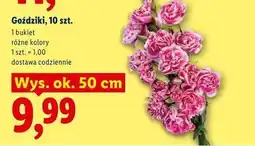 Lidl Goździki, 10 szt oferta
