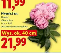 Lidl Piwonie, 5 szt oferta