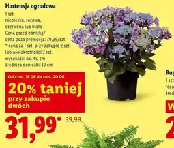 Lidl Hortensja ogrodowa oferta