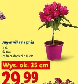 Lidl Bugenwilla na pniu oferta
