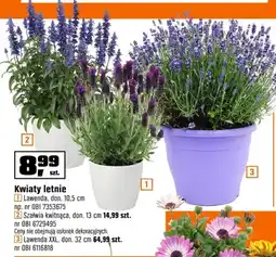 OBI Kwiaty letnie Szałwia kwitnąca don. 13 cm oferta
