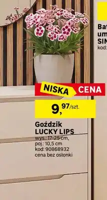 Leroy Merlin Goździk Lucky Lips oferta