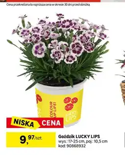 Leroy Merlin Goździk Lucky Lips oferta