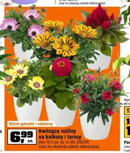 OBI Kwitnące rośliny na balkony i tarasy don. 10,5 cm oferta