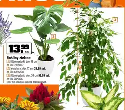 OBI Rośliny zielone Różne gatunki don. 12 cm oferta