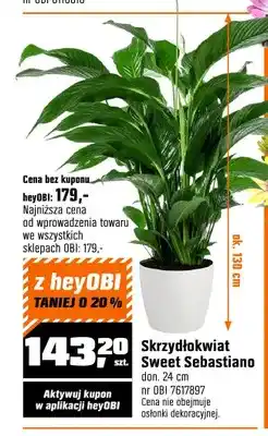 OBI Skrzydłokwiat Sweet Sebastiano don. 24 cm oferta
