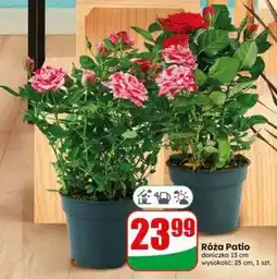 Dino Róża patio oferta