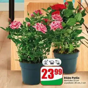 Dino Róża patio oferta