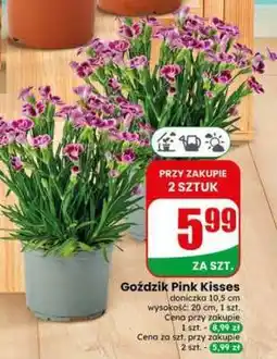 Dino Goździk Pink Kisses oferta