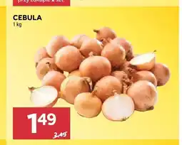 Stokrotka Cebula oferta