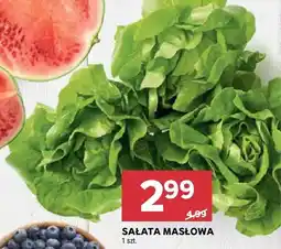 Stokrotka Sałata masłowa oferta