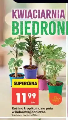 Biedronka Roślina tropikalna na pniu w kolorowej doniczce oferta