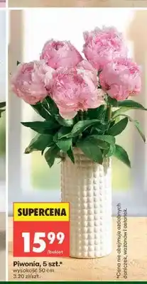 Biedronka Piwonia 5-pak oferta