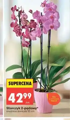 Biedronka Storczyk 2-pędowy oferta