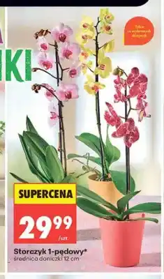 Biedronka Storczyk 1-pędowy oferta
