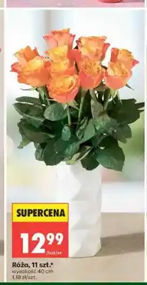 Biedronka Róża 11-pak oferta
