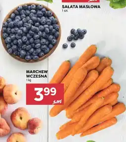 Stokrotka Marchew wczesna oferta