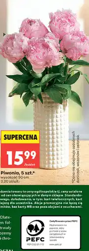 Biedronka Piwonia, 5 szt oferta
